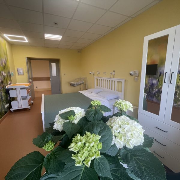 Gaiša dzemdību nodaļas palāta ar dzeltenām sienām un košu ziedu sienas gleznojumu. Istabā ir balta gulta, bērnu pārtinamais galds ar šūpuli un balts skapis ar spoguļdurvīm. Priekšplānā redzams liels hortenzijas pods ar baltiem un gaiši zaļiem ziediem.