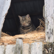 Svītrains kaķis ar zaļām acīm sēž tumšā, atvērtā vecas koka ēkas spraugā, ko ieskauj sausi salmi un koksnes atlūzas.